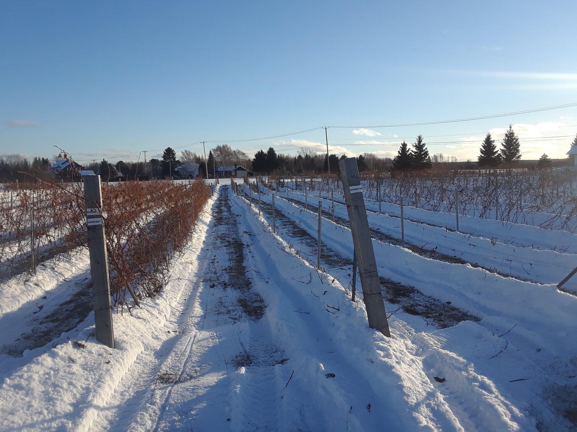 Vignoble de nuit